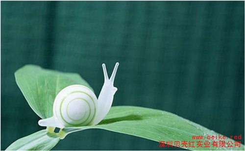 深圳白玉蜗牛养殖 白玉蜗牛养殖咨询 贝壳红供