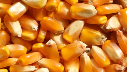 长期收购玉米、碎米