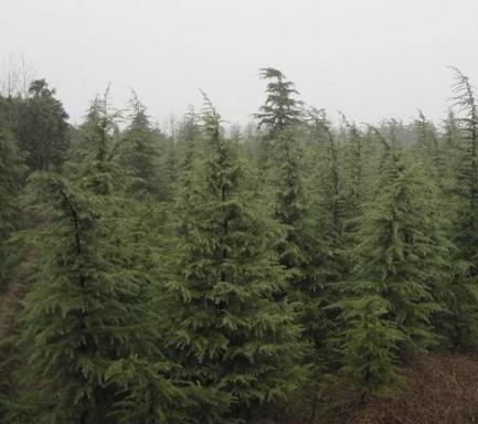 山西雪松种植_雪松_洛阳市东白塔吉喜波苗圃