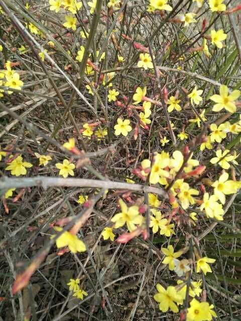 迎春花销售厂家-河南迎春花种植基地-洛阳市东白塔吉喜波苗圃