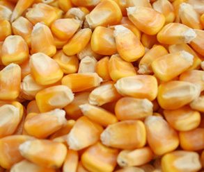 大量求购玉米干粮潮粮