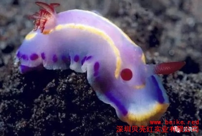 海蜗牛 贝类生物科普 贝壳红供