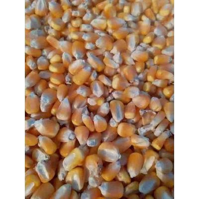 常年大量收购玉米碎米大豆高粱等饲料