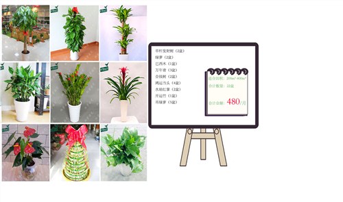 上海植物花卉租赁 权莹供 上海室内植物租赁公司