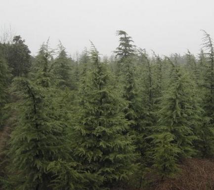 雪松哪家好-洛阳雪松销售-洛阳市东白塔吉喜波苗圃