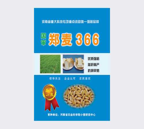 优质郑麦366价格 优质郑麦366批发市场 安阳市立早种业科技有限公司