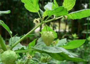 西安霖草生物供应响铃草提取物