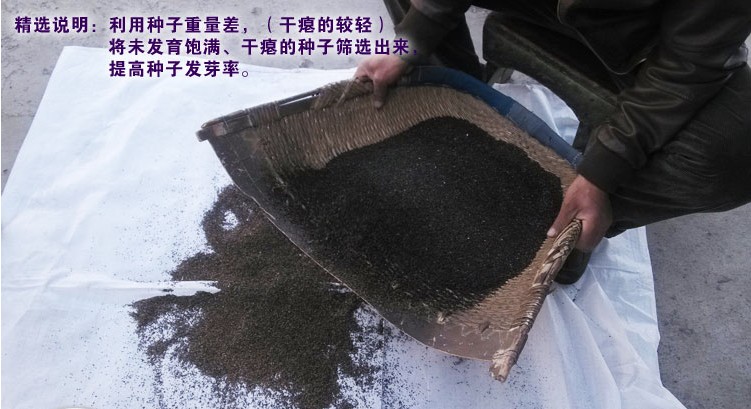 出售新品薰衣草发芽率高达99%