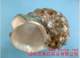 夜光蝾螺收藏 标本贝直销 贝壳红供