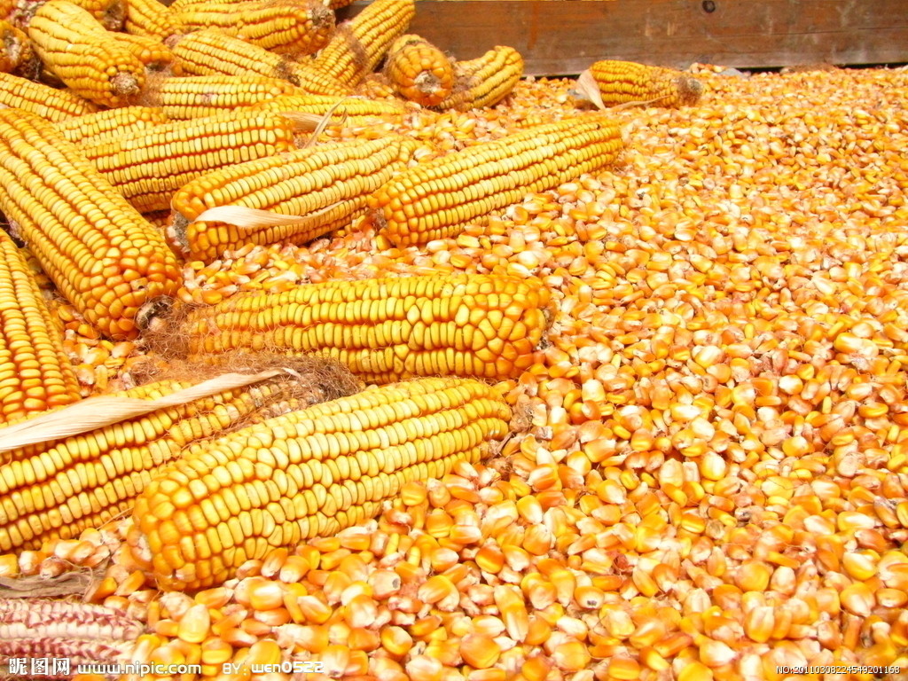 四川纵翔饲料常年大量收购玉米，小麦，大米等原料