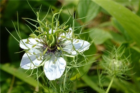 荻苇草提取物10:1  厂家