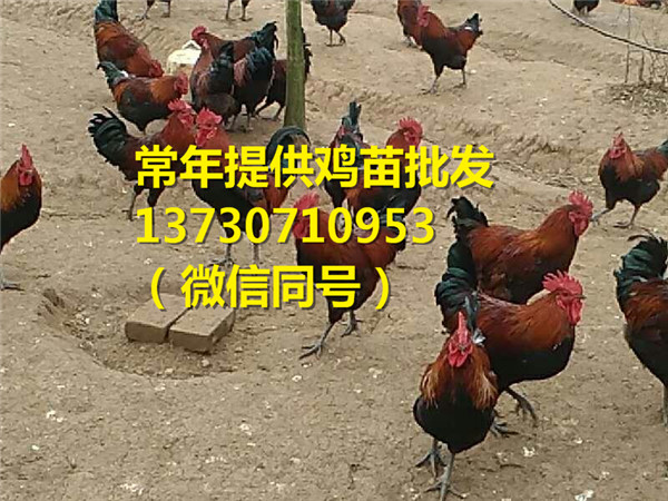 重庆丰都县黑羽蛋鸡苗批发，黑羽蛋鸡苗孵化厂