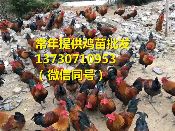 重庆忠县笨鸡苗孵化，笨鸡苗疫苗