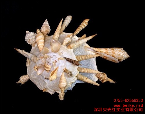 缀壳螺收藏 标本贝 贝壳红供