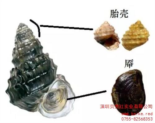 缁衣玺螺蛳   消失的螺蛳 贝壳红供