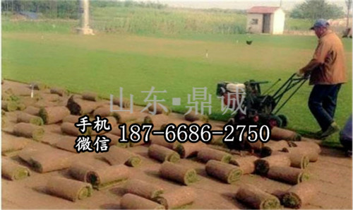 广西桂林草坪种植场专用 步进式草坪起草机 本田汽油起草皮机 移植草坪的机器 专业草坪养护机械