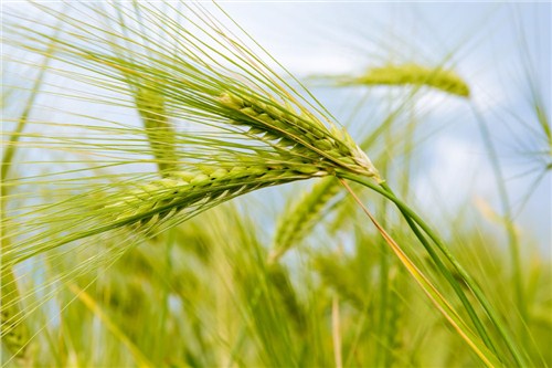 小麦种子销量 小麦种子厂家销量 小麦种子销量排名 博信供