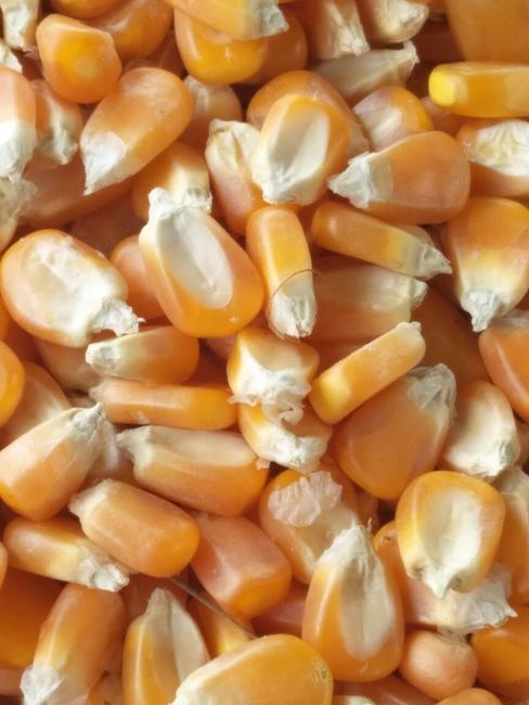 新玉米收购价 大量求购玉米 高粱 大豆