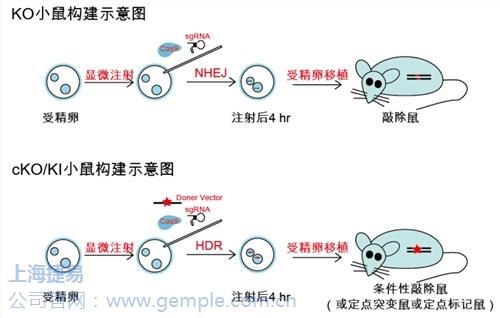 细胞点突变*小鼠点突变*基因编辑突变*捷易供