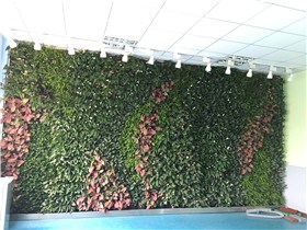 上海绿浏植物墙，南京地区价格合理