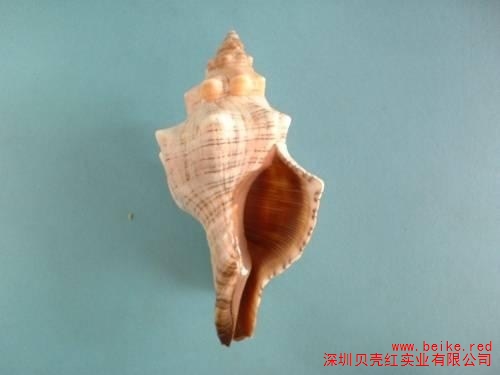 大赤旋螺收藏 标本贝供应 贝壳红供