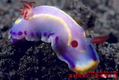 海蜗牛收藏 标本贝供应 贝壳红供
