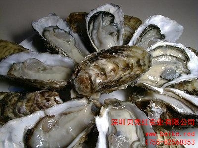 近江牡蛎 贝类生物科普 贝壳红供