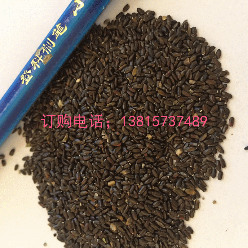 大量出售薰衣草种子新疆薰衣草种芽率高达99% 薰衣草种子