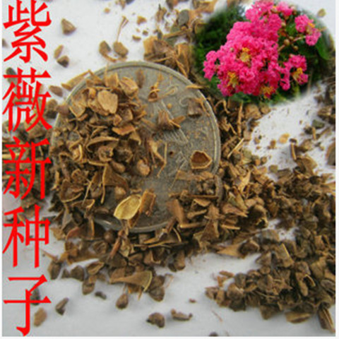 大量甩卖紫薇种子纯度高发芽率高达99%紫薇树种子