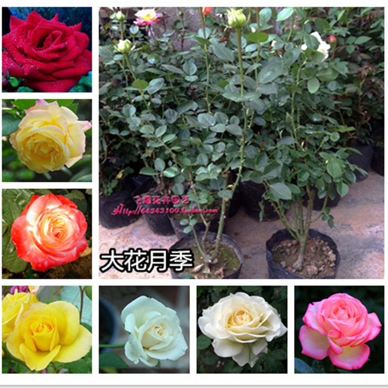 大量出售品种月季 藤本月季 欧洲月季花苗大花月季花苗价格低价