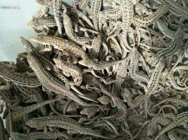 安徽优质麻蜥蜴供应商 生态养殖 管理简单 
