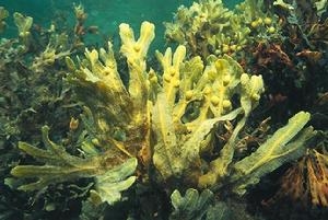 Fucoidan中华海洋生技小分子褐藻醣膠,值得体验