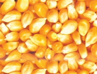 汉江畜禽养殖求购玉米小麦大豆高粱等饲料原料