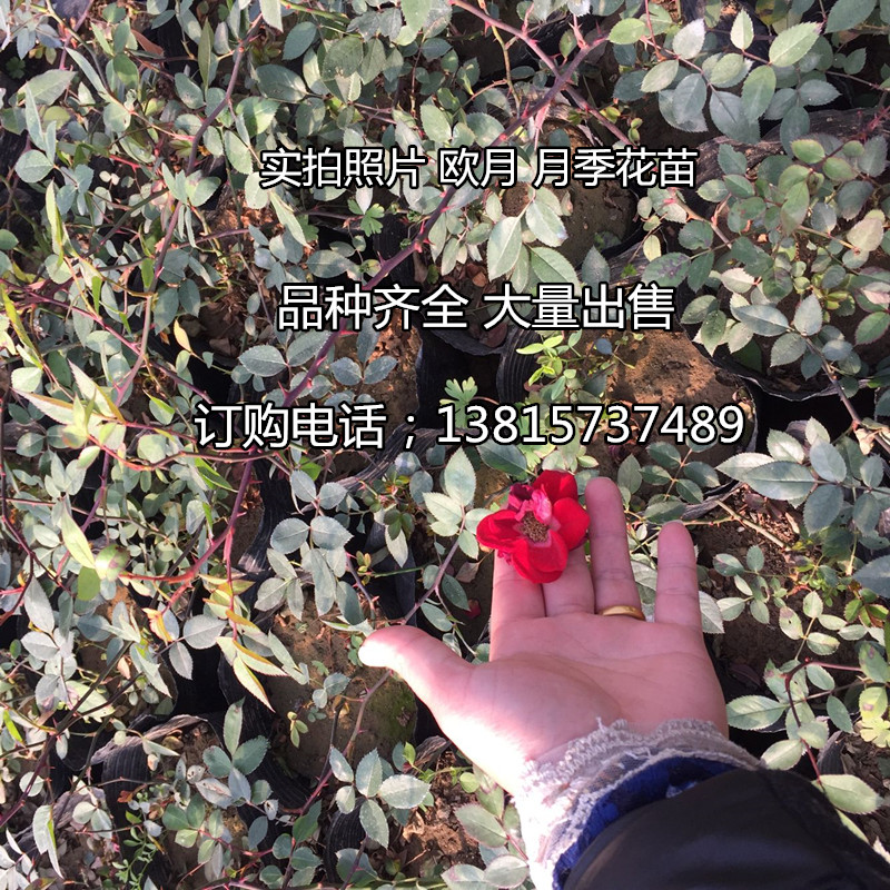 出售品种月季