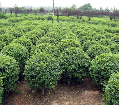 偃师冬青树价格-洛阳冬青树种植基地哪家好