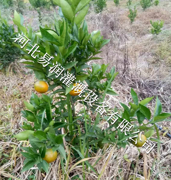 枣树专用小管出流 西陕县离心网式过滤器
