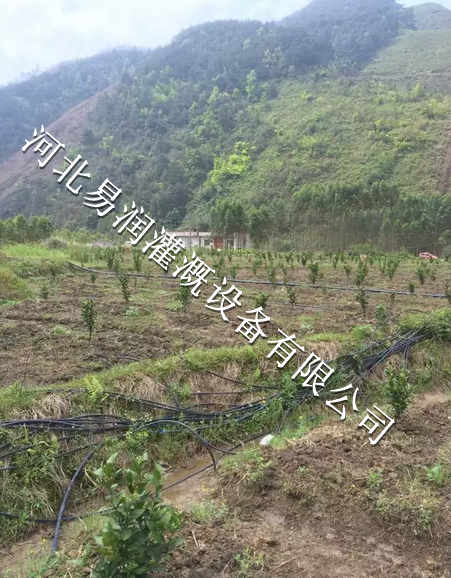 西陕县枣树滴灌小管出流型号 稳流器规格