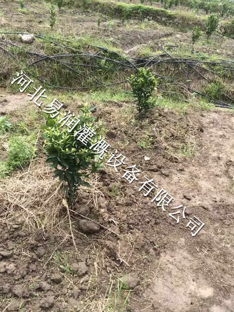 西陕县小管出流批发 枣树灌溉水肥一体化工程