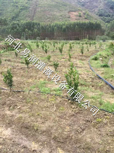 高品质枣树滴灌小管出流|稳流器欢迎选购