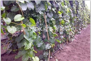 晋城市阳城县专业滴灌管生产厂家 专注品质
