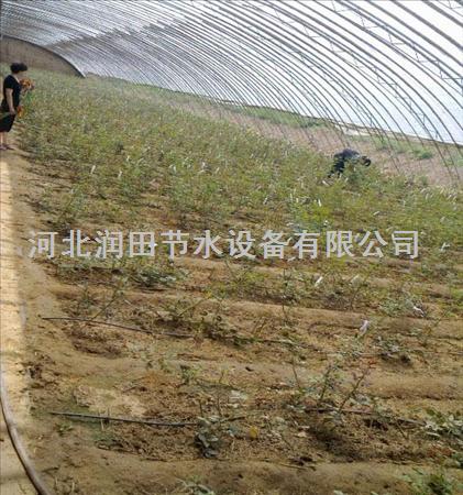 阳城县农田灌溉滴水带售价 晋城市滴灌带促销
