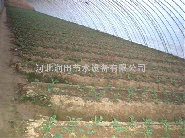 大棚作物新型灌溉 晋城市阳城县大棚滴灌带应用