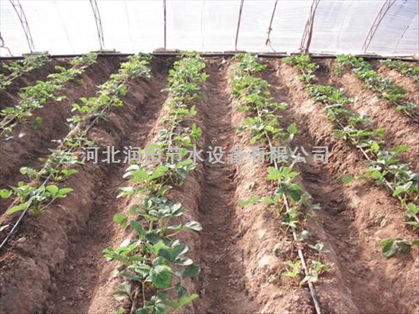 晋城市耐磨滴水带报价 阳城县扁平滴灌带|滴灌带
