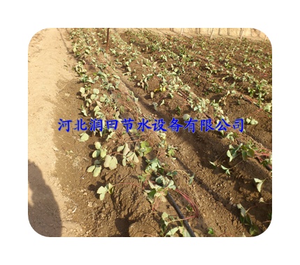 大田滴灌系列滴管带-规格齐全