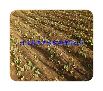 河北滴灌厂家直销