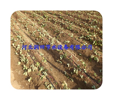 大田滴灌系列滴管带河北滴灌厂家直销