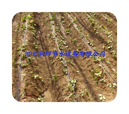 河北石家庄滴管带规格