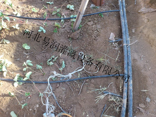 正阳县滴灌管 大型专业生产滴水管  