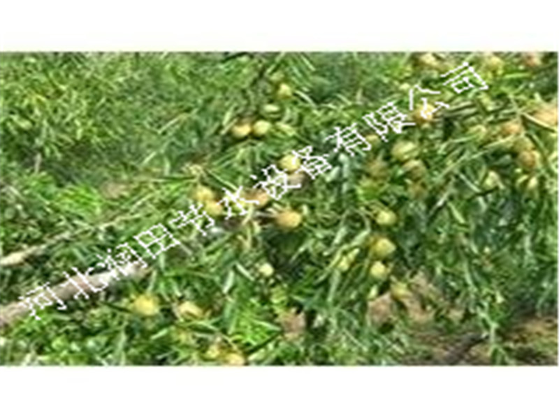 石家庄果树滴灌 配套小管出流系统滴灌厂  家