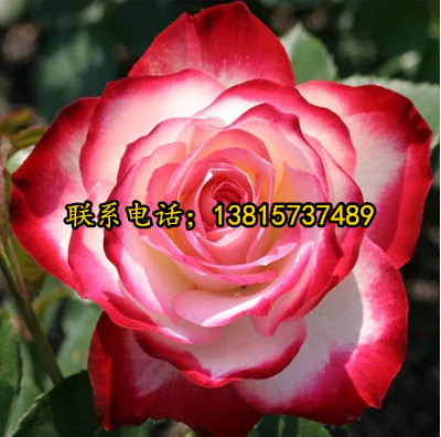 大量供应 欧洲月季 藤本月季 丰花月季 大花月季